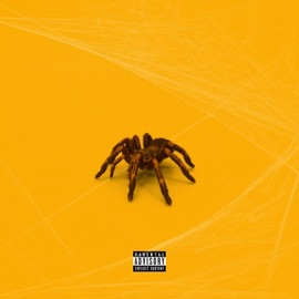 Tarantula Young Regis