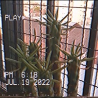 Wild (feat. earfluvv) - Single - Realismos