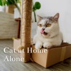 Cat at Home Alone