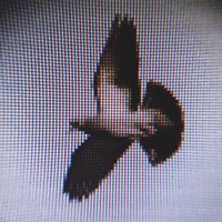 Straight to the Top (feat. Sean Blake HTF) - Single - The Disclaimerz