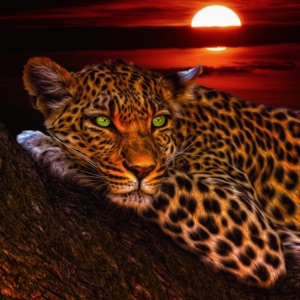 Big Cat Dreams