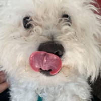 Yeah (feat. Turb0 Lag) - Single - Jacob Jester