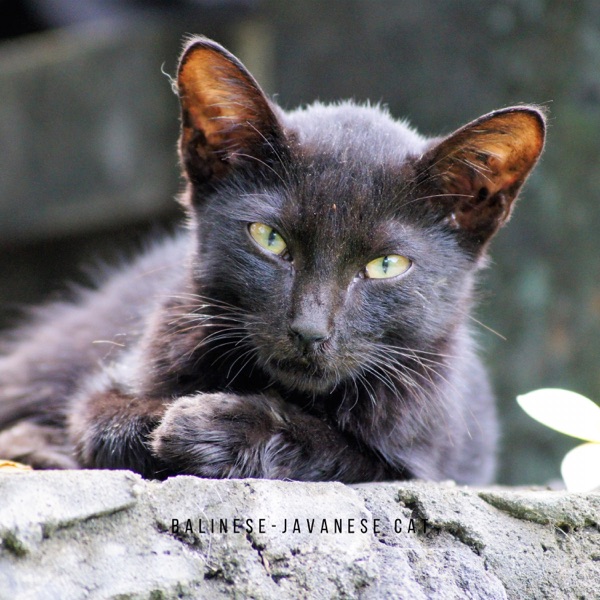 Balinese Javanese Cat