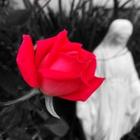 Pedals - Single - PALMS