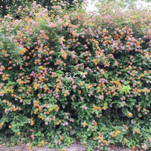 Adult - Single