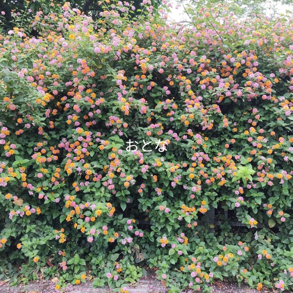 Adult - Single