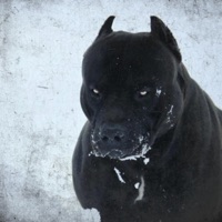 Canine - Single - BigTreeSteve