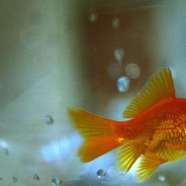 Neon Yellow Frank Gambit