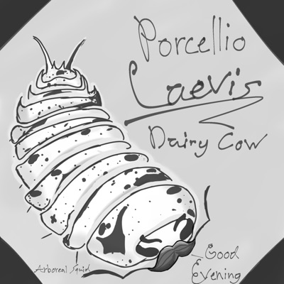 Porcellio Laevis "Dairy Cow" - Single