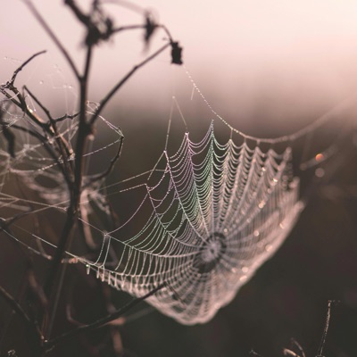 The Web - Single