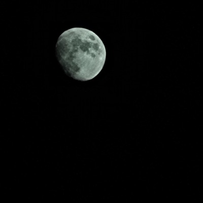 Moonlight (Snippet) - Single