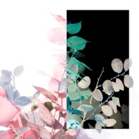 Strength & Beauty (feat. Yandere) - Single - comfort