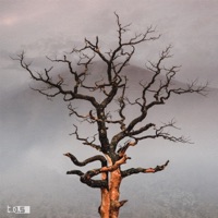 Sequoias - Single - Miles Powers