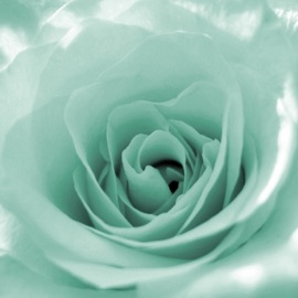 Green Roses JinKae
