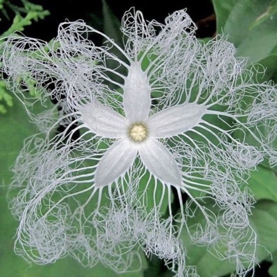 Vanish (feat. Mayh3mp & Dreamcache) - Single