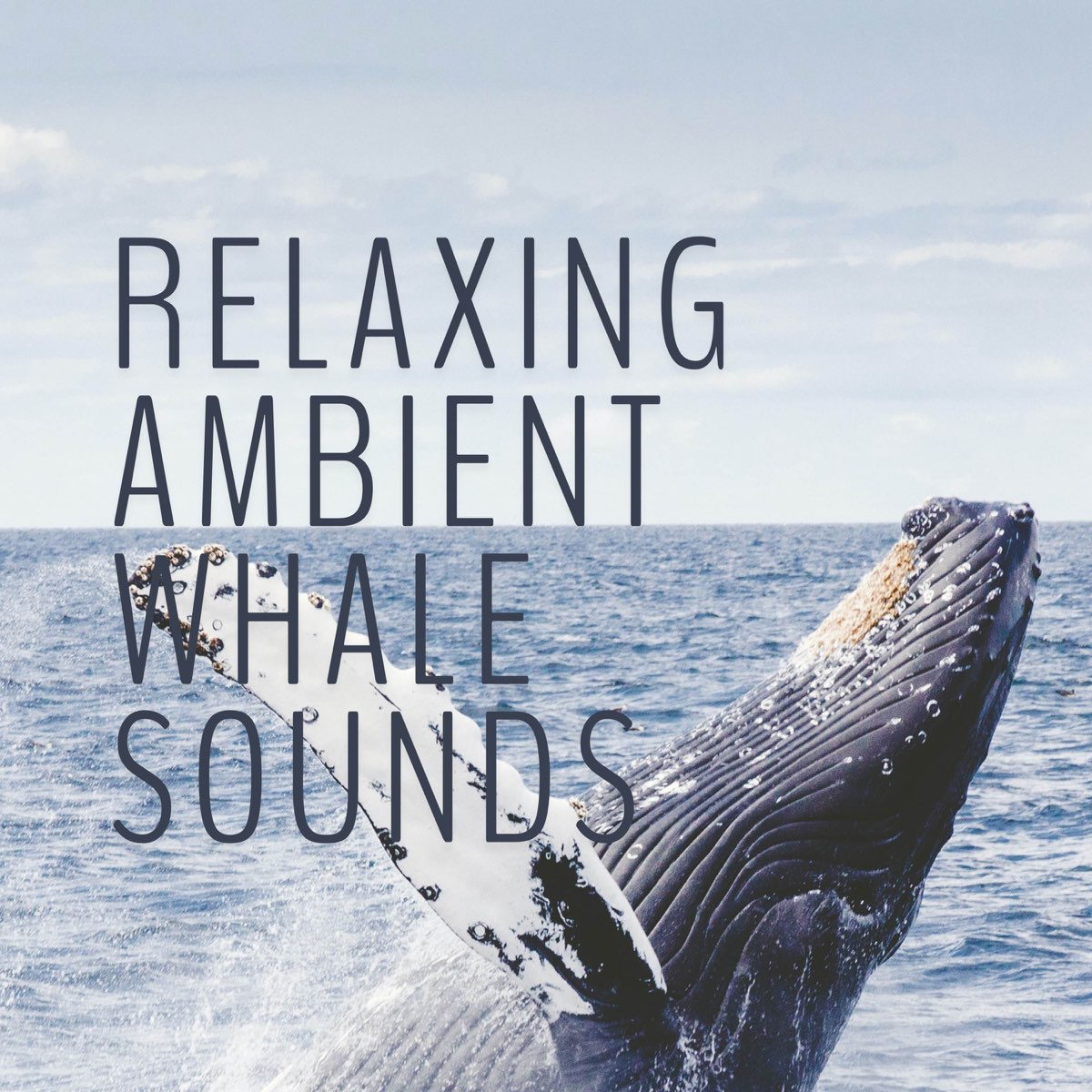 ‎Relaxing Ambient Whale Sounds by Whale Sounds, Nature Sounds Nature