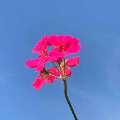 Over My Head - Single