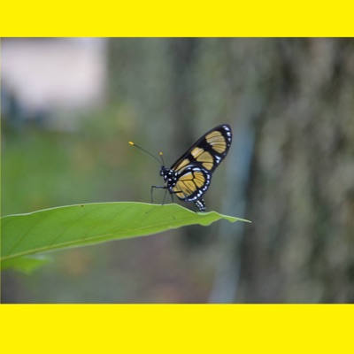 Família Nogueira, Vol. 1