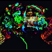 MassHysteria - EP - SPXN