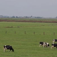 sisupiera - Single - Guija