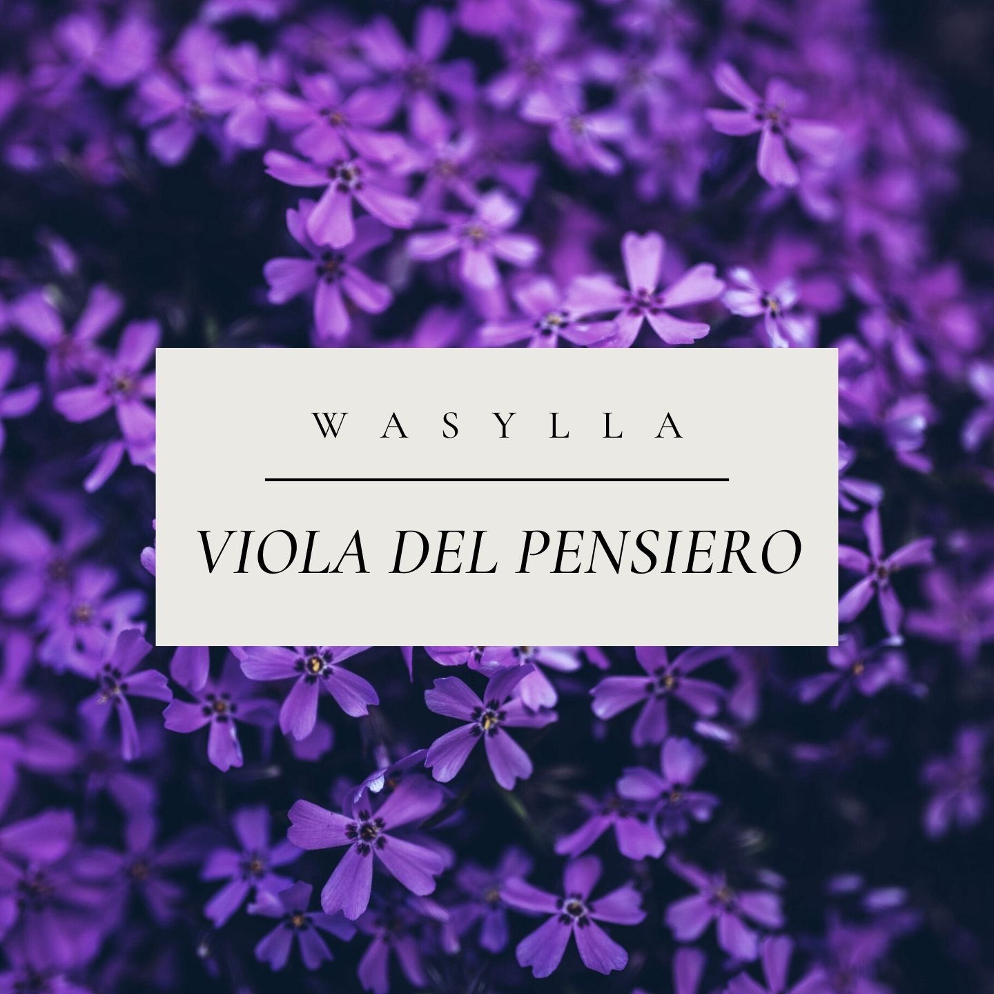 Viola del pensiero - Single