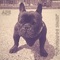 Fotogrammi Sparsi (feat. Pj Neena) - Ape lyrics