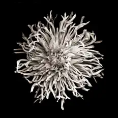 Listen to Noir & Haze, watch music videos, read bio, see tour dates & more!