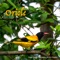 Oriole - Greg Tymn lyrics
