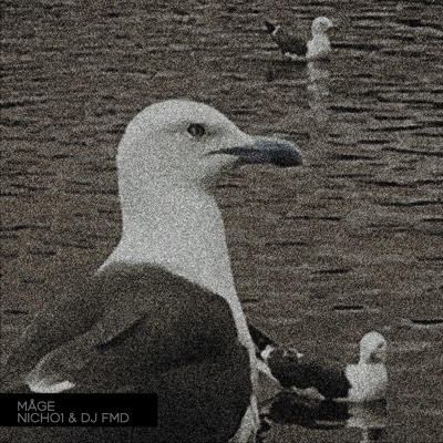 Måge