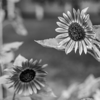 Happy Mother's Day - Gillian Welch