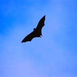 Flying Blind Nckv