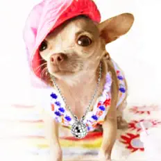 收听 Arturo The Discokiller、观看音乐视频、阅读小传、查看巡演日期等 ！