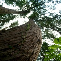 Money Sprinters Printers Money Grow on Trees O Shawn Shaheed - Single - Omar Shawn Shaheed Jr