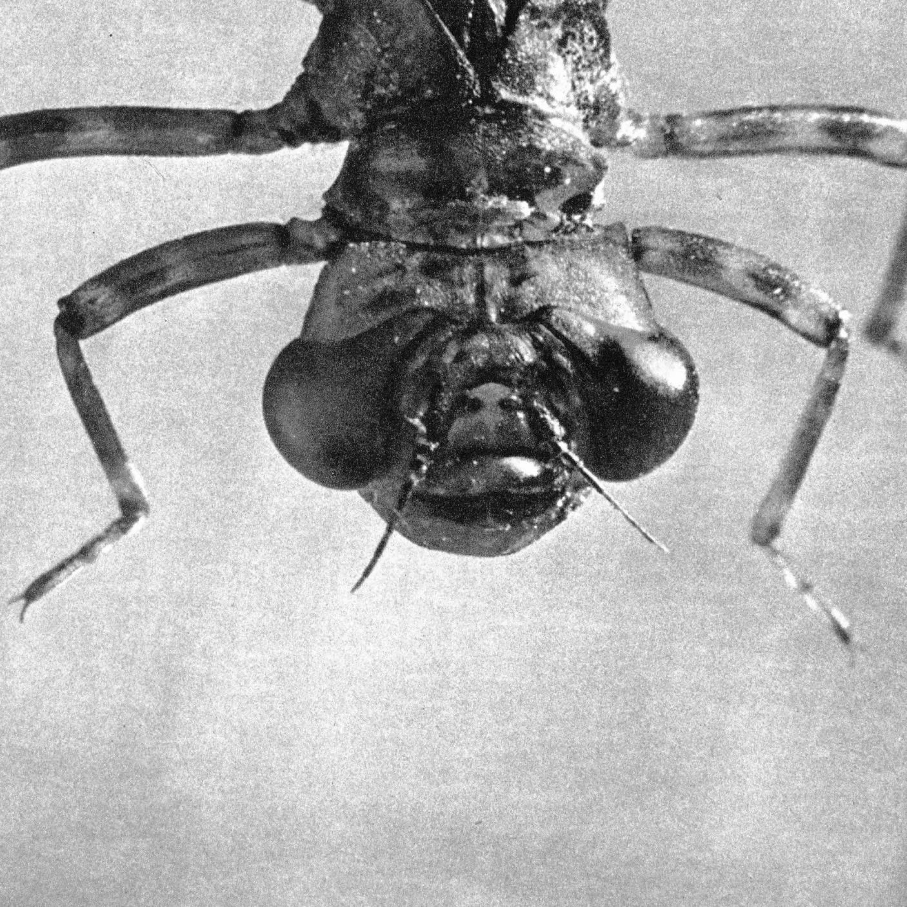 You Knew It, All Along