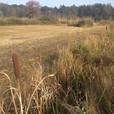 Sweet Love of Mine - Single