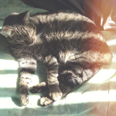 Decir Adiós - Single