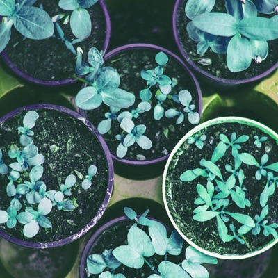 Any Time Version I Played for My Tomato Plant - Single