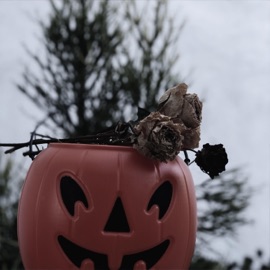 Past Life Ashes & Foreign Forest