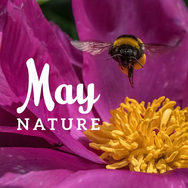 May Nature: 30 Sounds of Relaxing Mixed Nature, Meditation, Sleep & Wellness Music