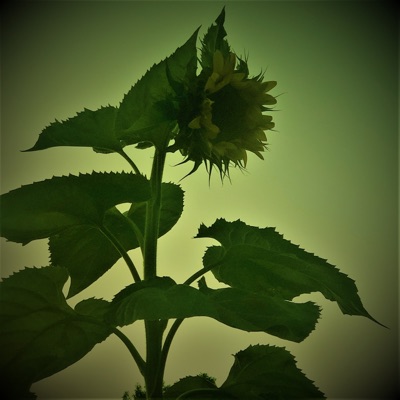 The Evening Party (Extended Mix) - Single