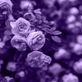 It Was Always You Lilac