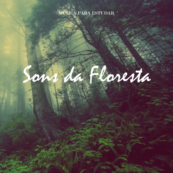 Música Para Estudar: Sons da Floresta