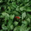 From Green to Red