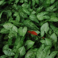 From Green to Red