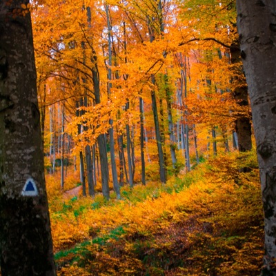 Draga Toamna - Single