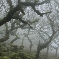 bleed (OG) (feat. mol$ archive) - Single - Various Archive