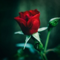 Roses - Single - Complete