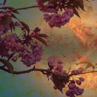 Flõat - Single - sao kzu