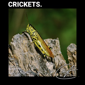 Nature Sounds Crickets