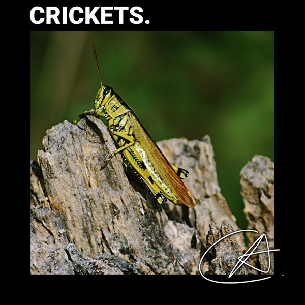 Nature Sounds Crickets